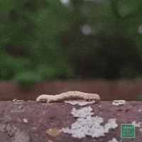 TexasParksAndWildlife on my way hurry inchworm little by little GIF