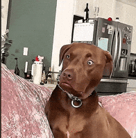 Dog Face GIF