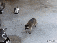 raccoon thief GIF