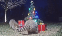 Raccoons Caught Mobbing Christmas Tree