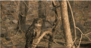 Unimpressed Bird GIF