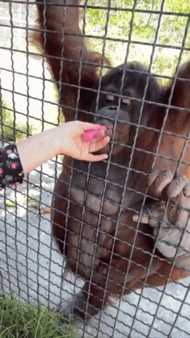 cuteanimalland giphyupload GIF