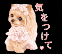 Stay Safe Yorkshire Terrier GIF