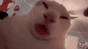 Cat Tongue Lick GIF