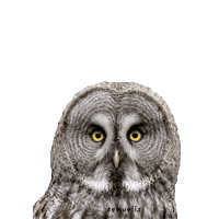 Eyes Watching Sticker