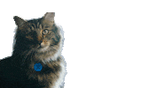 Cool Cat Sticker by Battersea