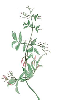 Fashion Flowers Sticker by UNE PIECE