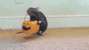 Halloween Candy GIF