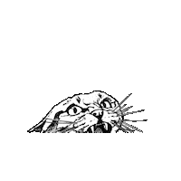 Cat Whitecat Sticker by Roller Derby Madrid