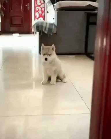 PsycheGoaDelic giphyupload GIF