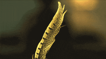 slow motion feather slomo GIF