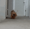Teddy Bear Dog GIF