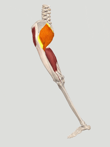 inspirahpilatesraquel giphyupload gluteusmaximus cdpmc2020gluteusmaximus GIF