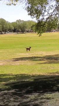 Golden Retriever Chases Bubbles