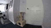 cat helping GIF