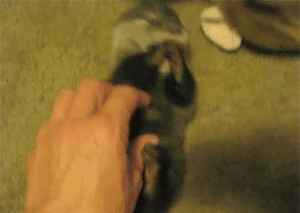 tickle GIF