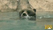 Brown Bear Swimming GIF by Brookfield Zoo
