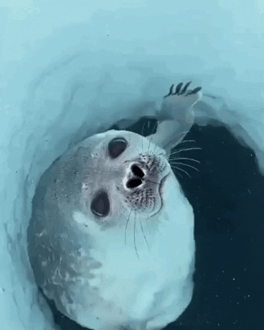 cuteanimalland giphyupload GIF