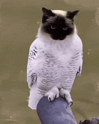 Feinfein2014 GIF