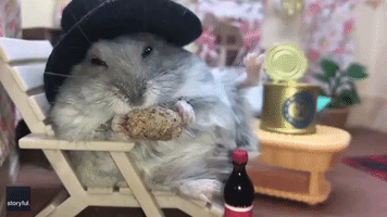 Happy Hamster Kicks Back and Enjoys His Golden Years