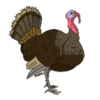 Wild Turkey Sticker Sticker by Pacific Northwest National Laboratory