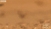 fly flying GIF by BBC