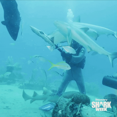 Fishfight Omg GIF by Shark Week