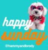 Happy Sunday Dogs GIF by HammyandBrody
