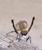 spider insect GIF