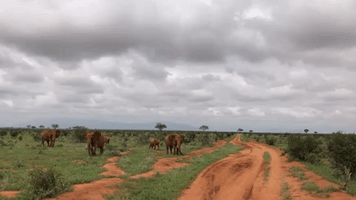 Beautiful Herd of Red Elephants Prowl Through Rural Kenya