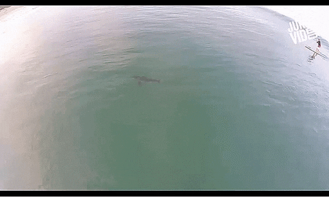 shark surfing GIF