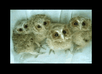 owl GIF