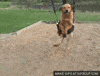 Swing Doggie GIF