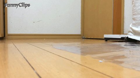 wahrenchiguer giphyupload GIF