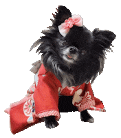 Japanese Chihuahua Sticker
