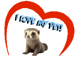 Guinea Pig Love Sticker