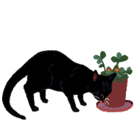 Black Cat Sticker
