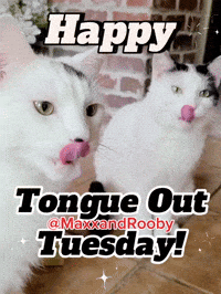 Happy Cats GIF