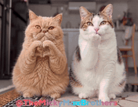 Persa Te Amo GIF