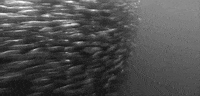 black and white fish GIF