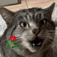 yashima37 cat scared rose hell nah GIF