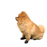 Pomeranian Chewie Sticker by TikTok