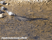 Fishing Pigeon GIF