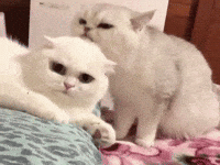 Clubhouse GIF