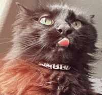 Cat Meow GIF