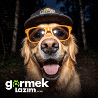 Cool Dog GIF by Görmek Lazım