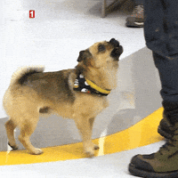 Dogs Kopek GIF by TRT