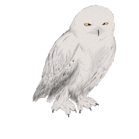 Harry Potter What Sticker