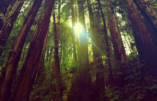 california redwoods GIF by Caitlin Burns