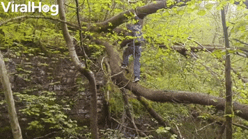 Crossing a River Using a Tree Doesn't go as Planned
